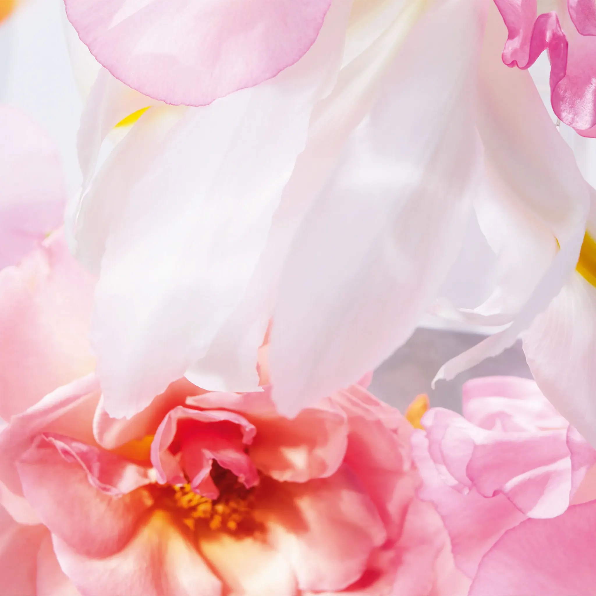 Flower View of Dior Miss Dior Eau De Parfum