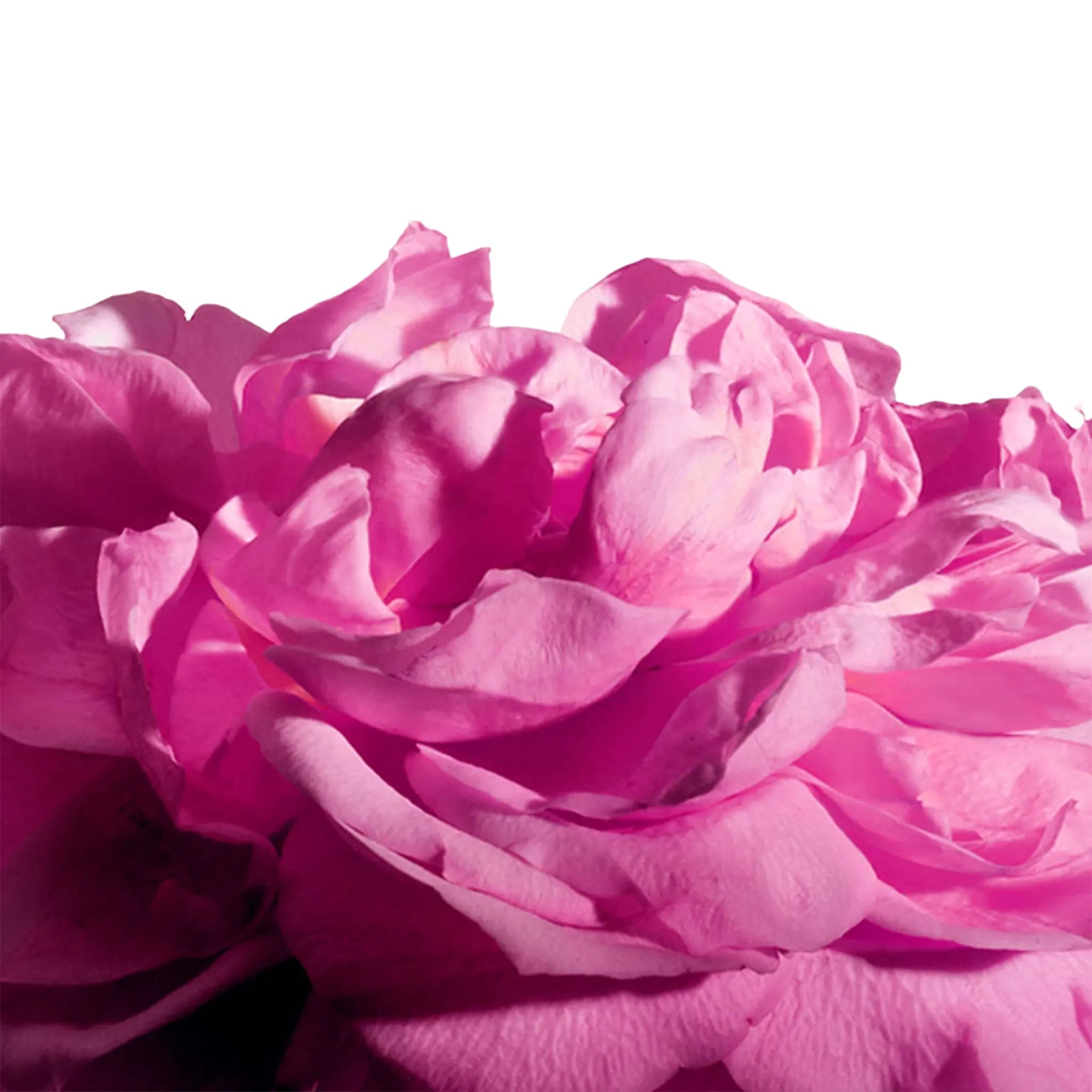 Detailed View of Matiere Premier Radical Rose Extrait De Parfum